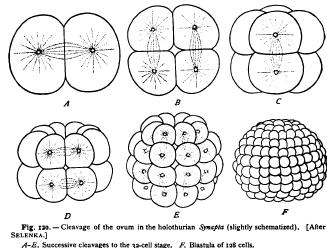 Geometrical Relations of Cleavage-Forms