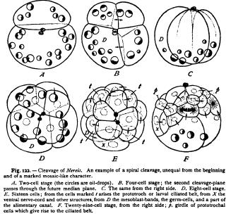 Geometrical Relations of Cleavage-Forms