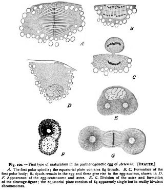 Maturation of Parthenogenetic Eggs