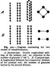 Maturation of Parthenogenetic Eggs