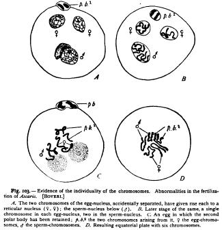 Morphological Composition of the Nucleus