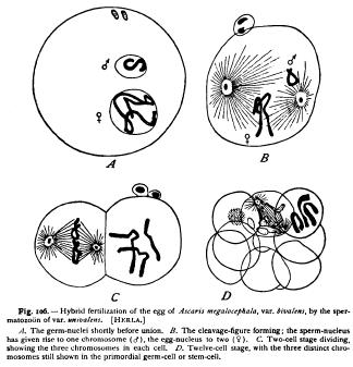 Morphological Composition of the Nucleus Morphological Composition of the Nucleus