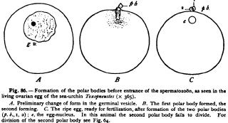 Oogenesis and Spermatogenesis Reduction of the Chromosomes