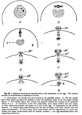 Oogenesis and Spermatogenesis Reduction of the Chromosomes