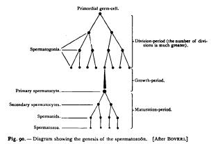 Oogenesis and Spermatogenesis Reduction of the Chromosomes