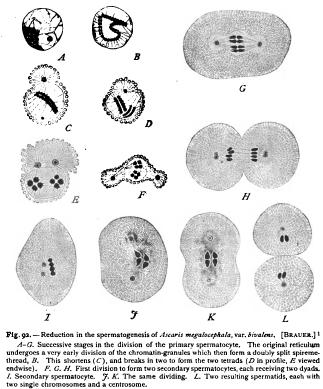 Oogenesis and Spermatogenesis Reduction of the Chromosomes