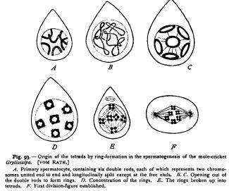Origin of the Tetrads Origin of the Tetrads