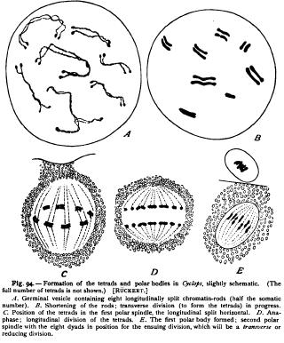 Origin of the Tetrads