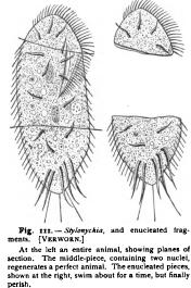 Physiological Relations of Nucleus and Cytoplasm
