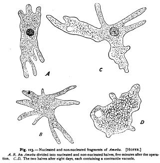 Physiological Relations of Nucleus and Cytoplasm