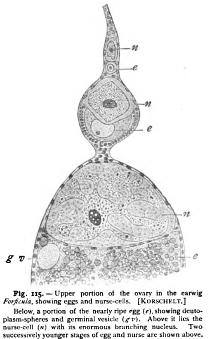 Physiological Relations of Nucleus and Cytoplasm