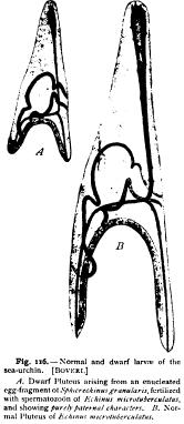 Physiological Relations of Nucleus and Cytoplasm