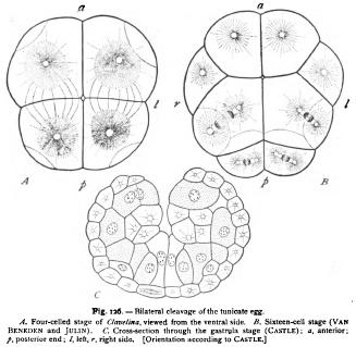 Promorphological Relations of Cleavage Promorphological Relations of Cleavage