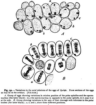 Promorphological Relations of Cleavage Promorphological Relations of Cleavage