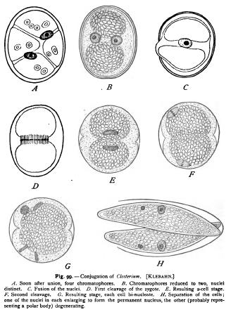 Reduction in Unicellular Forms a Reduction in Unicellular Forms a
