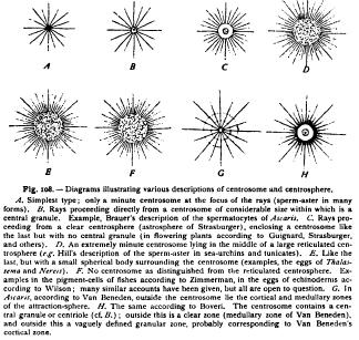 The Archoplasmic Structures