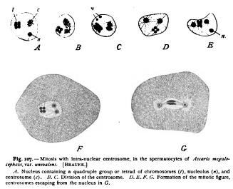 The Centrosome Cell Organ The Centrosome Cell Organ