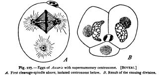 The Centrosome Organ for Cell Division