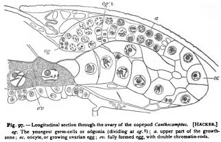 The Early History of the Germ-Nuclei
