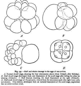 Critique of the Roux-Weismann Theory