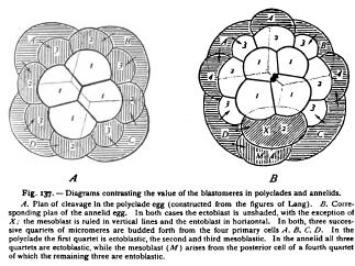 On the Nature and Causes of Differentiation On the Nature and Causes of Differentiation
