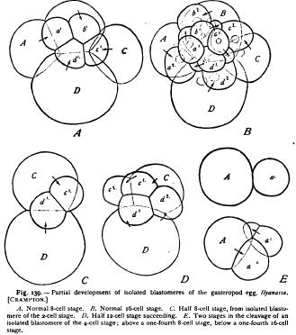 On the Nature and Causes of Differentiation