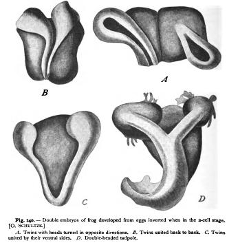 On the Nature and Causes of Differentiation