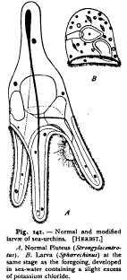 The External Conditions of Development The External Conditions of Development