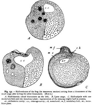 The Theory of Germinal Localization The Theory of Germinal Localization