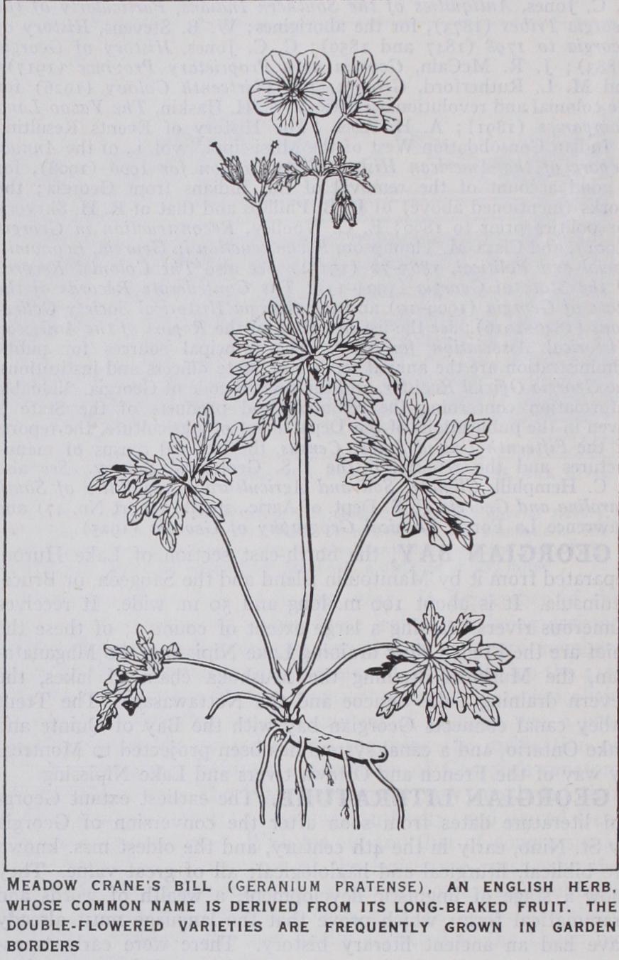 Geraniaceae Geraniaceae