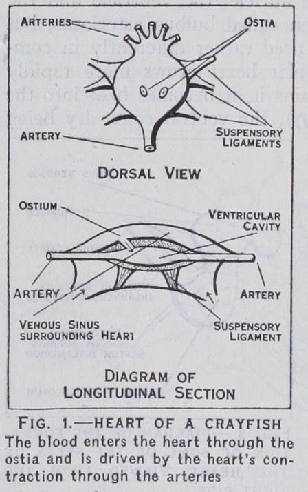 Comparative Physiology of Heart