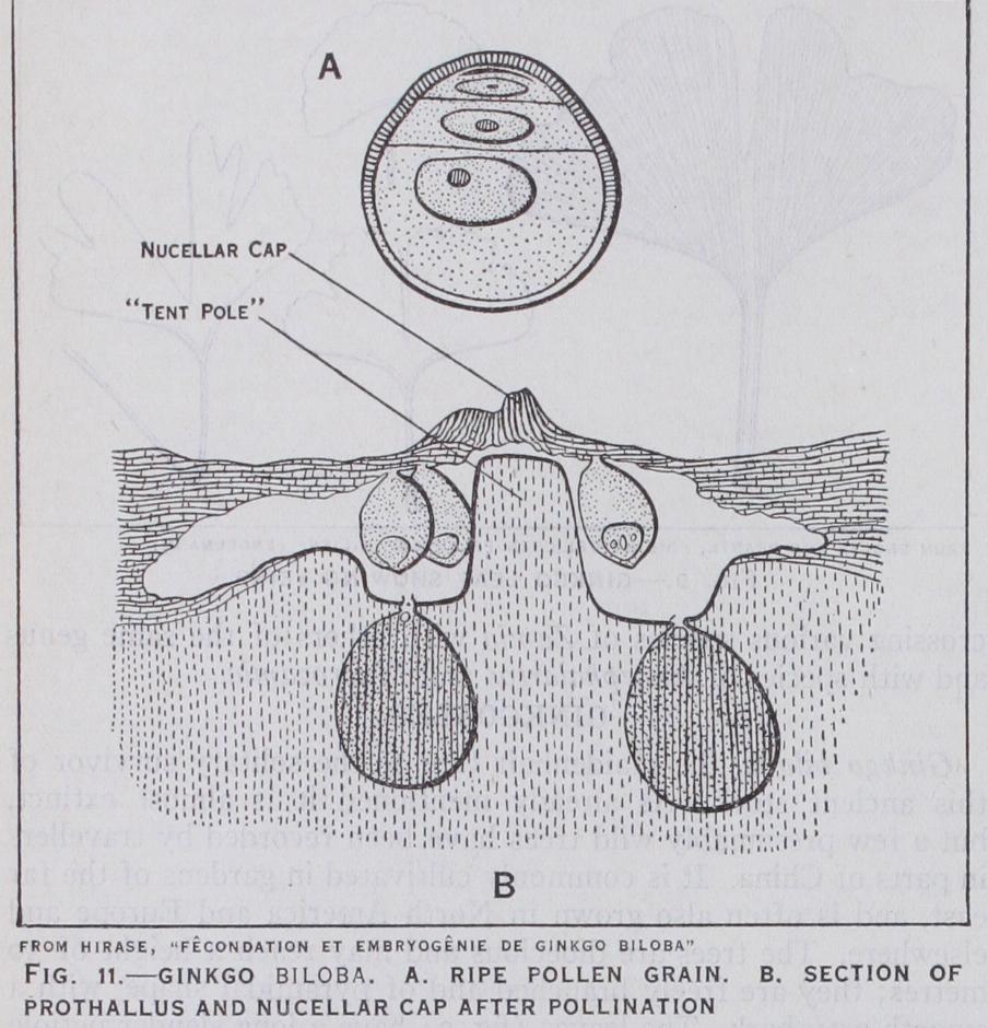 Ginkgoales Ginkgoales