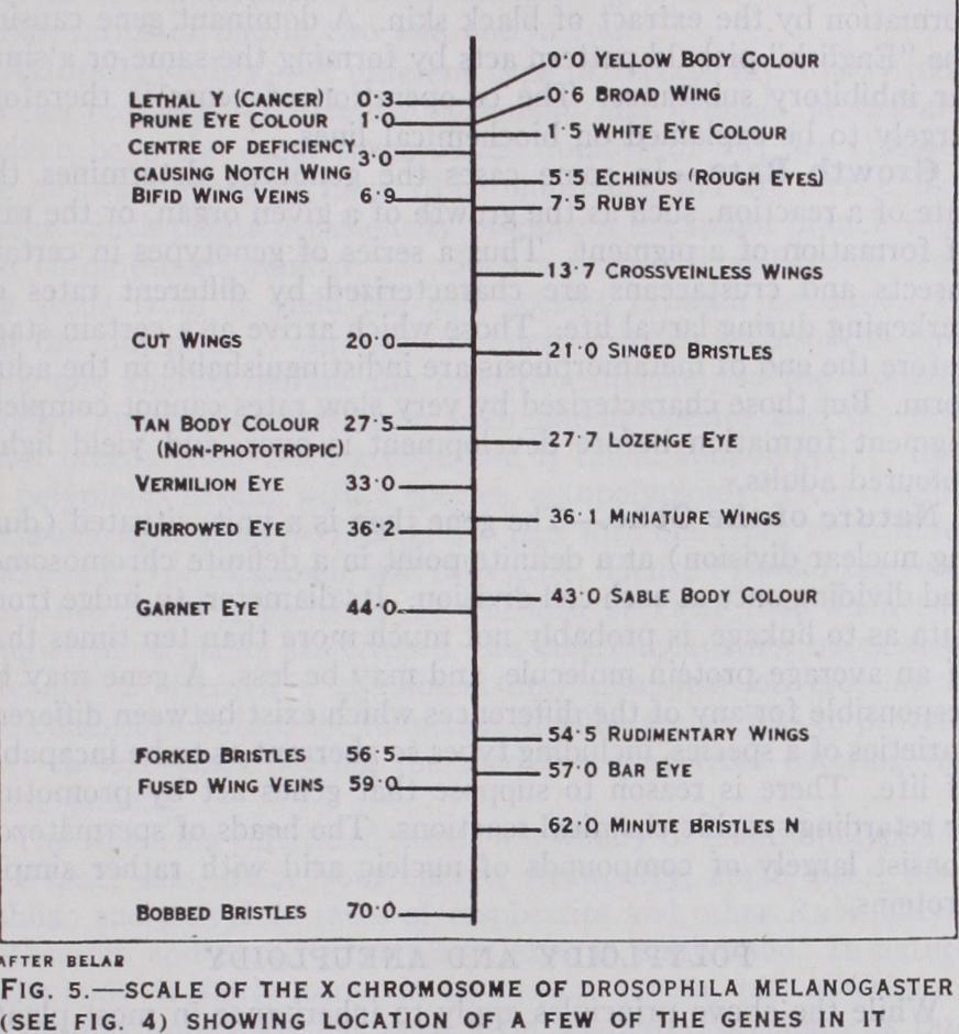 Lethal and Semilethal Genes Deficiencies