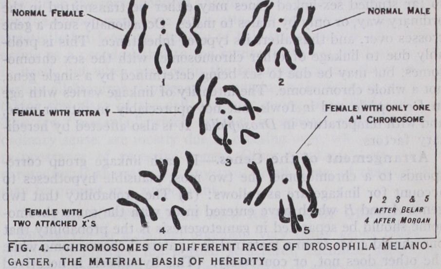 The Chromosome Theory The Chromosome Theory