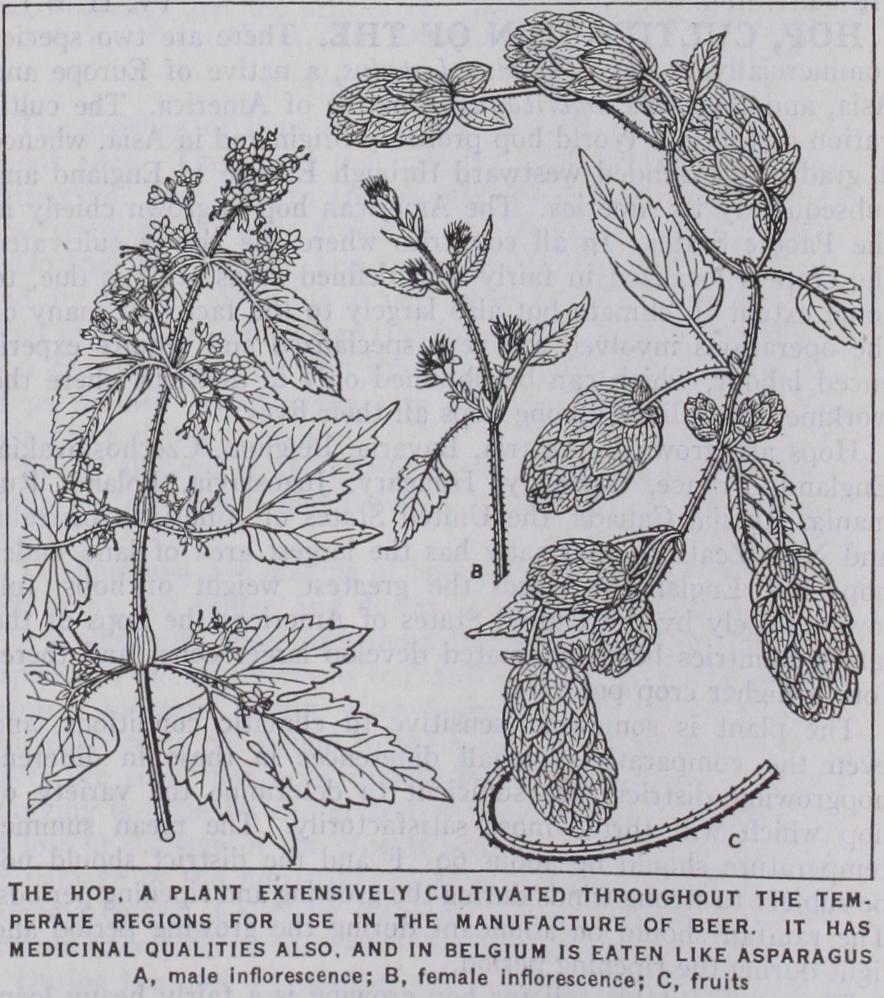 Herbert Clark Hoover Herbert Clark Hoover