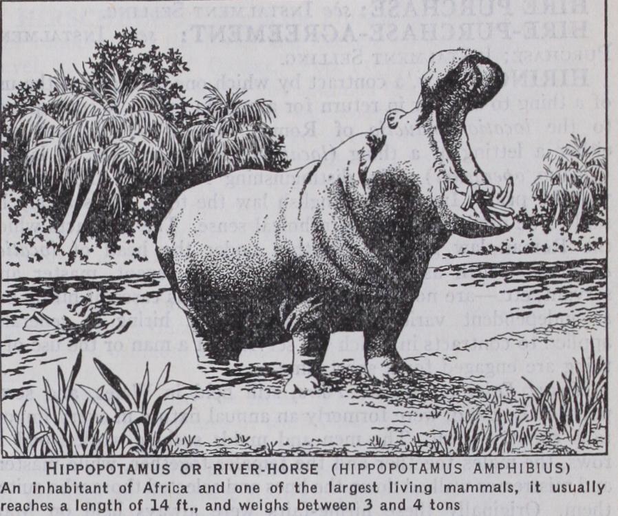 Hippopotamus