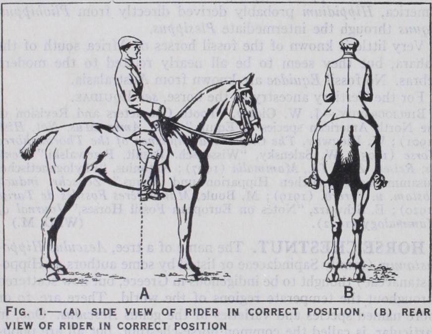 Horsemanship and Riding