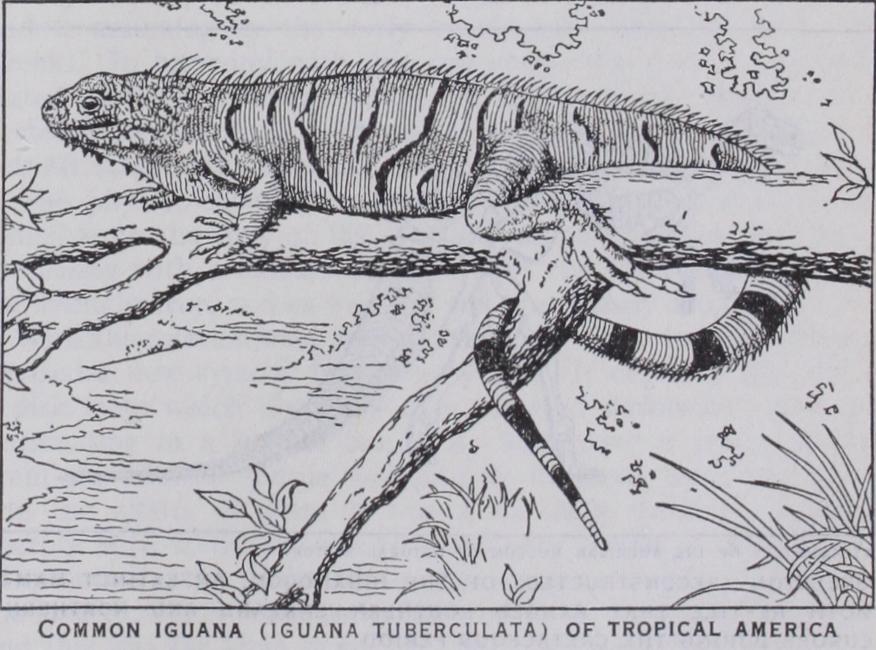 Iguana Iguana