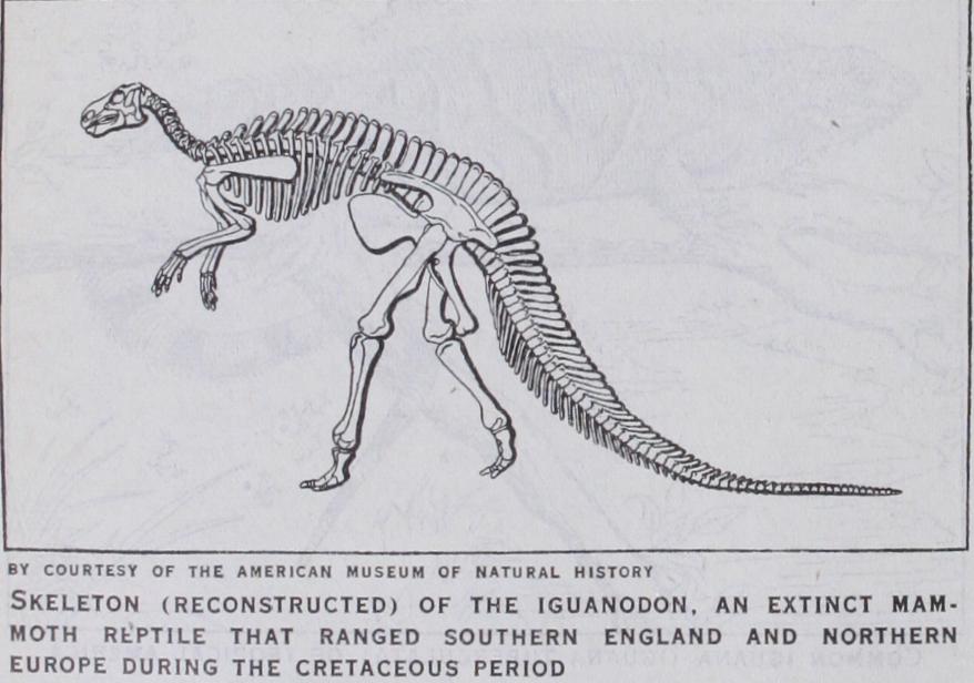 Iguanodon Iguanodon