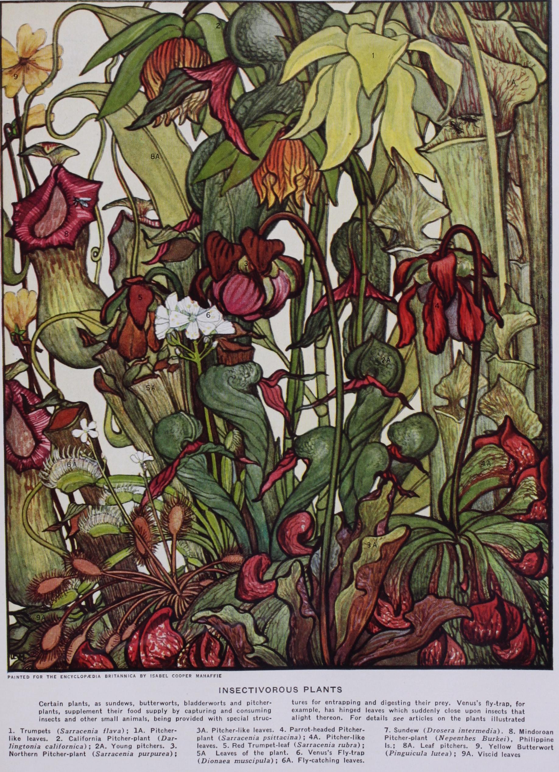 Insectivorous Plants Insectivorous Plants