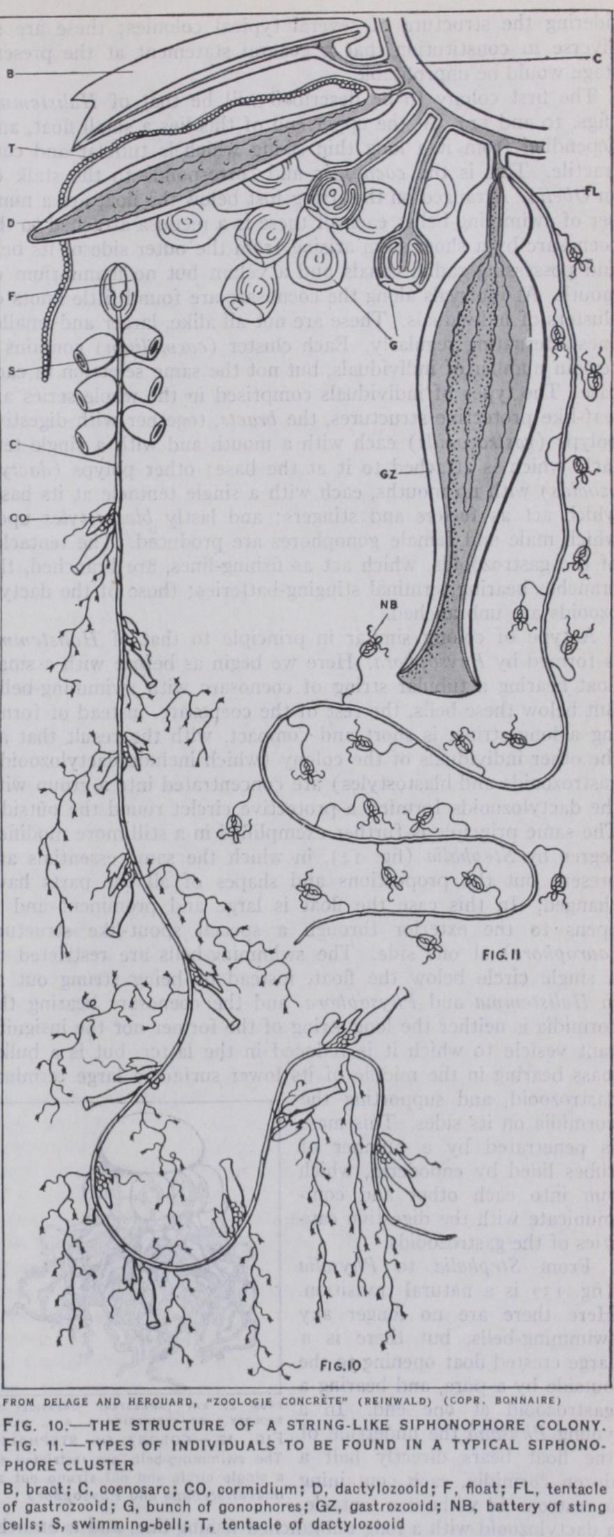Order Iii Siphonophora