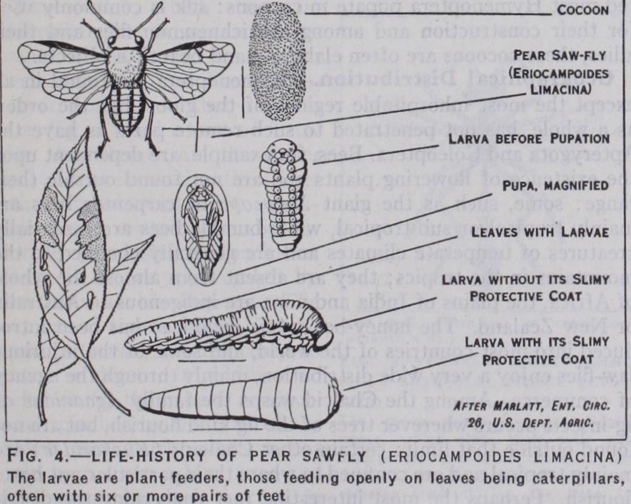 Sub-Order I Symphyta
