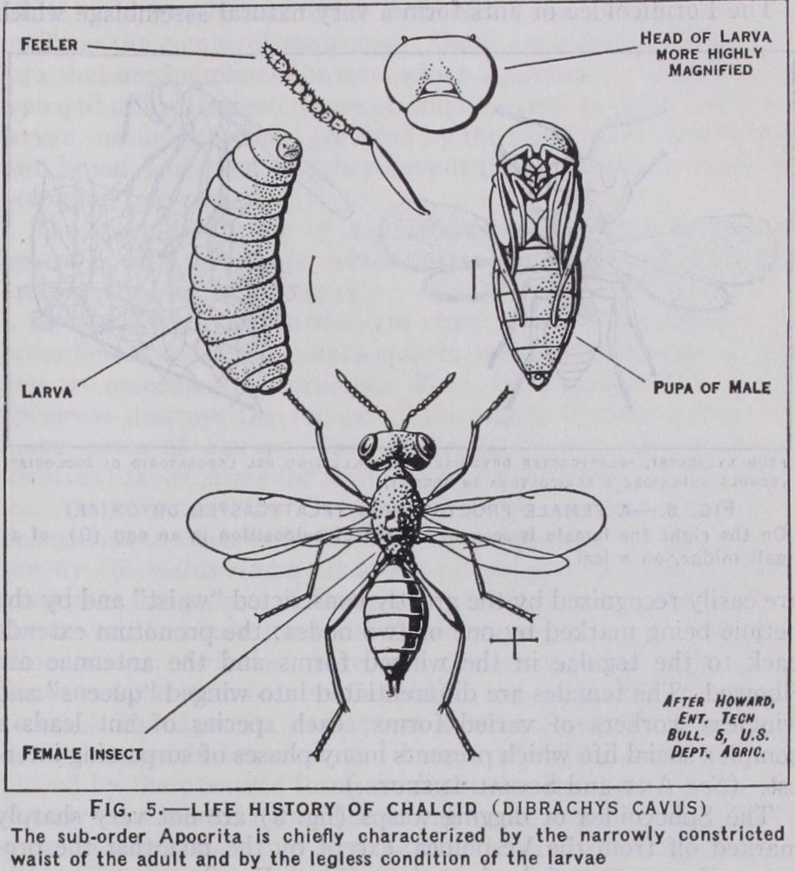 Sub-Order Ii Apocrita