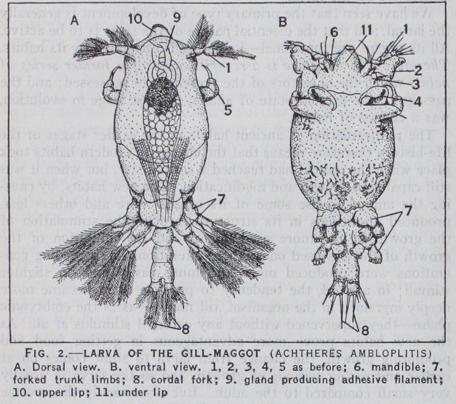 Invertebrate Embryology