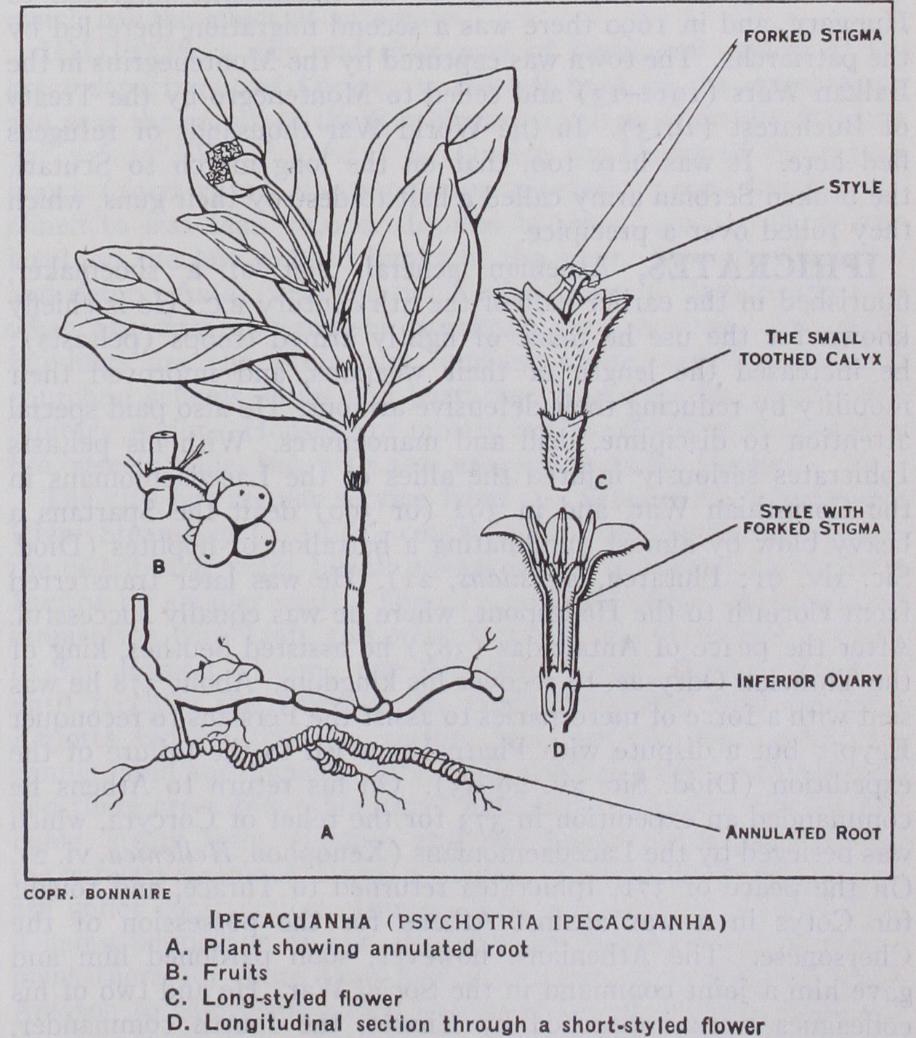 Ipecacuanha Ipecacuanha