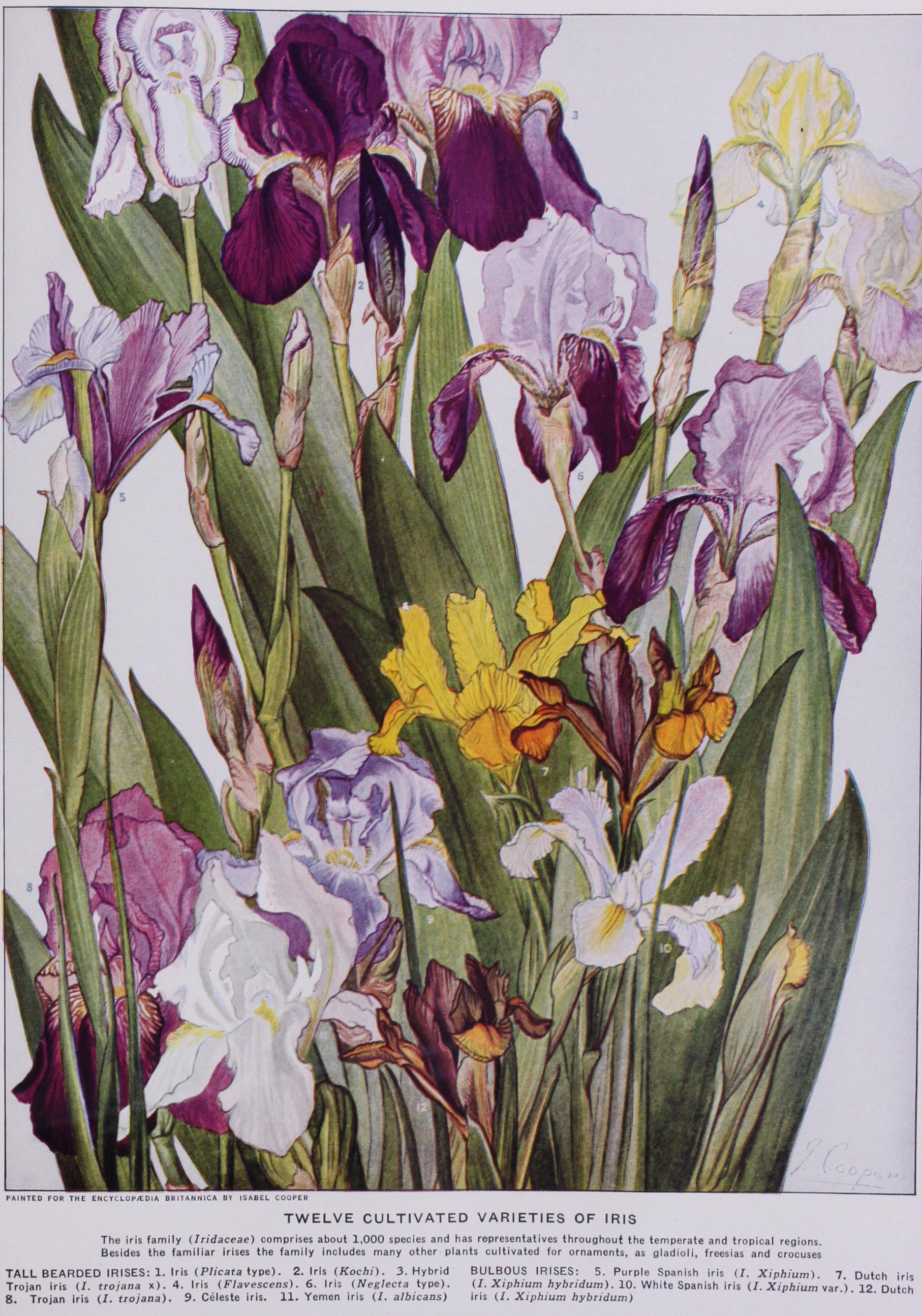 Irish Free State Saorstat Eireann Irish Free State Saorstat Eireann