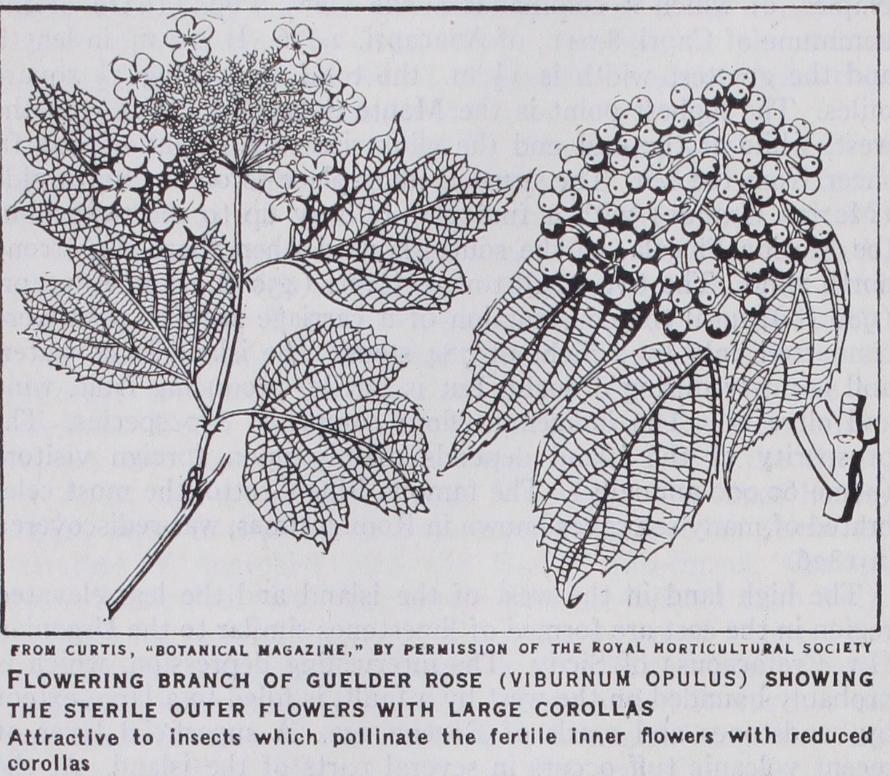 Caprifoliaceae