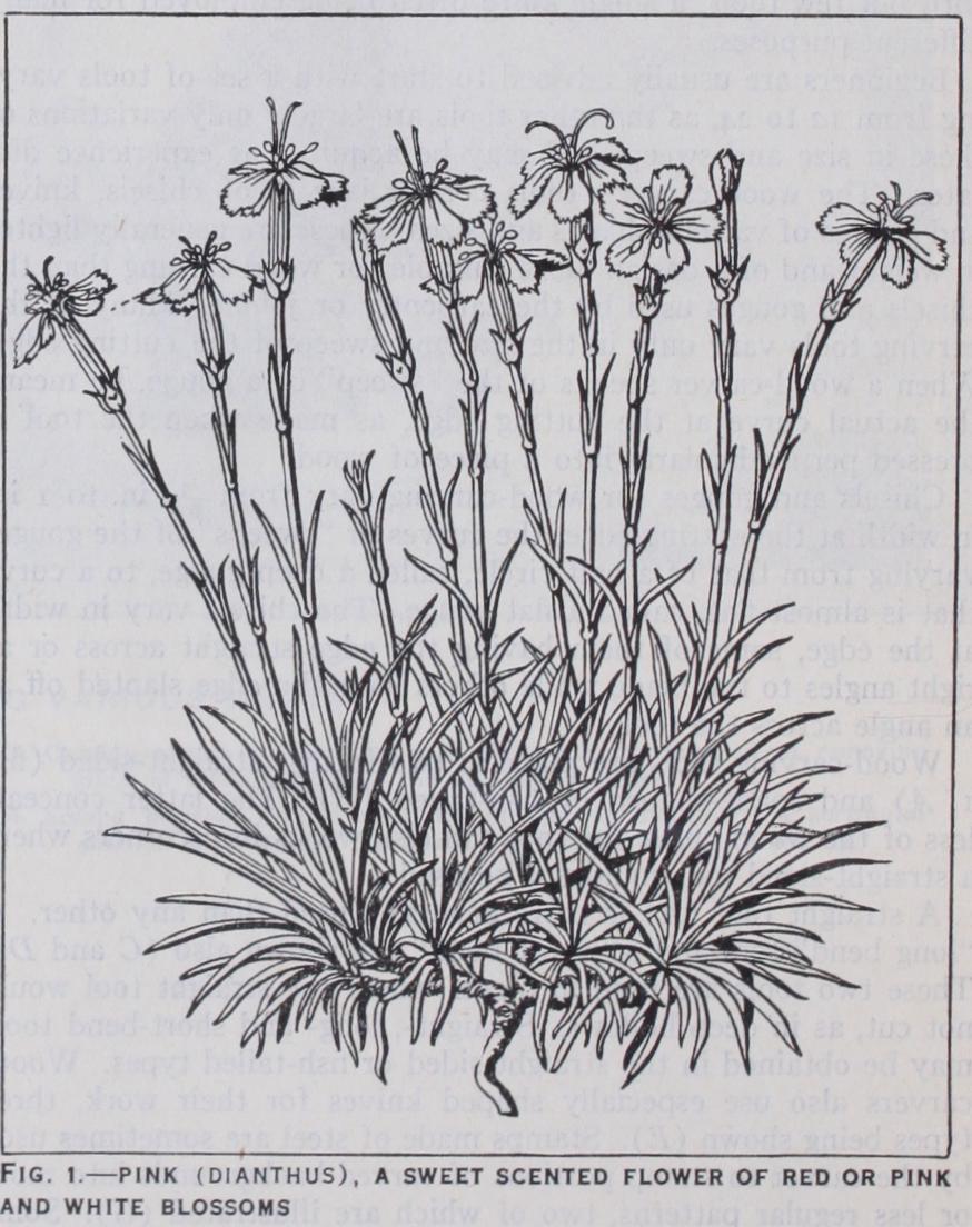 Caryophyllaceae Caryophyllaceae