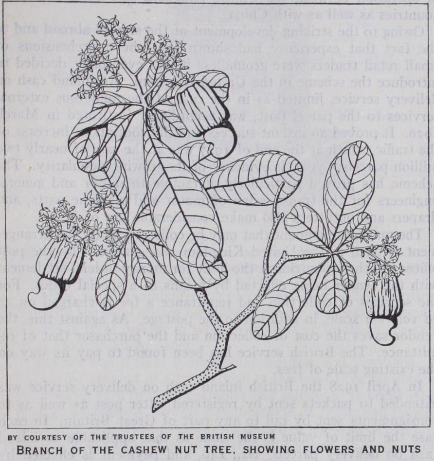 Cashew Nut Cashew Nut