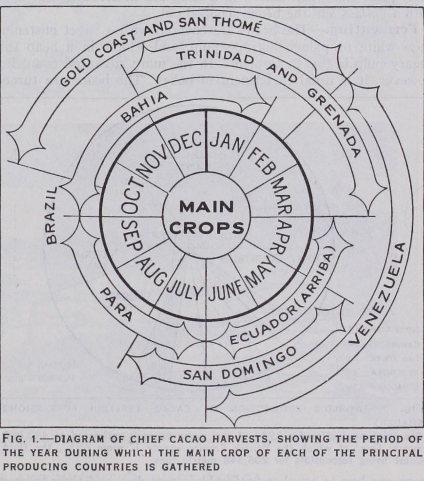 Cacao Cultivation Cacao Cultivation